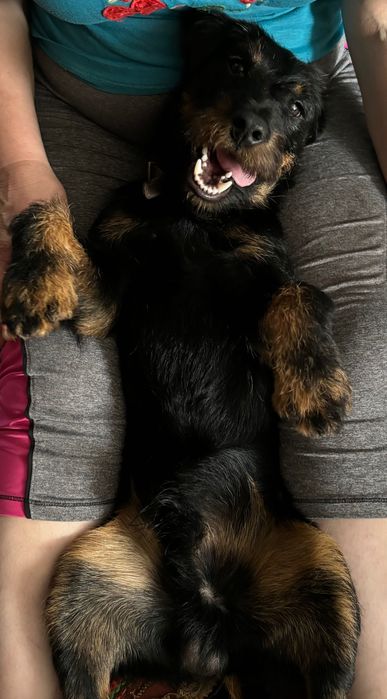 !!!Зник песик!!!