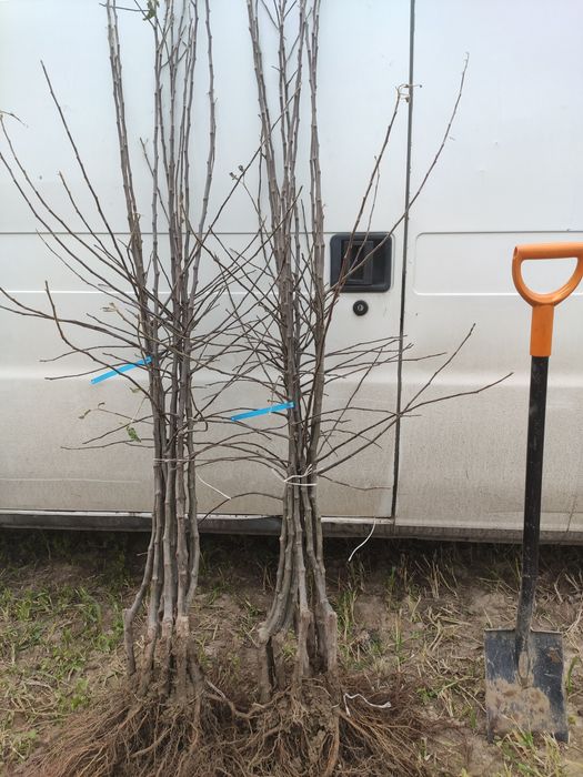 Drzewka Owocowe Producent Wysyłka