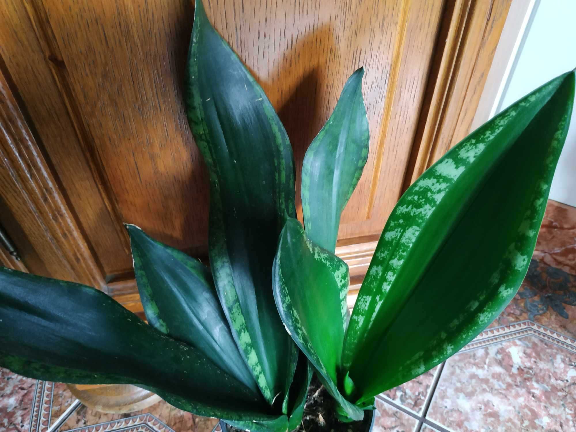 Sansevieria Whitney. Sansewieria. Roślina doniczkowa.