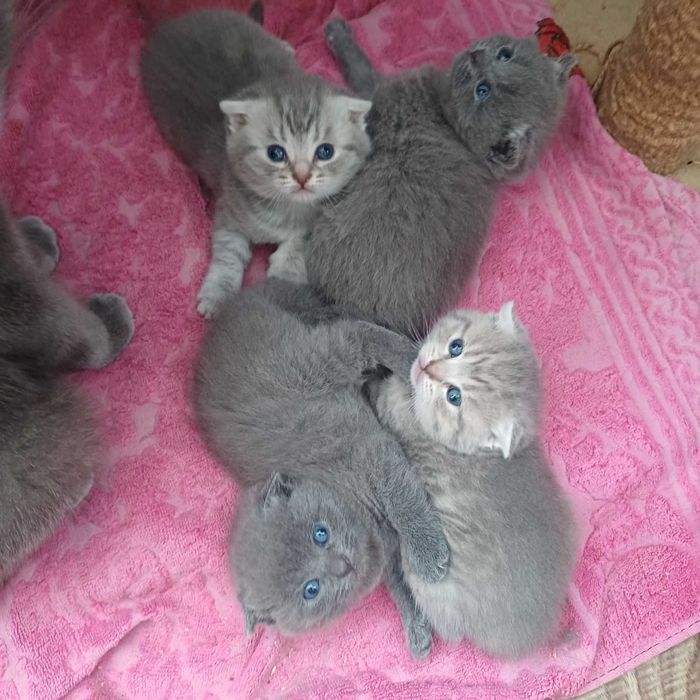 Шотландські котенята