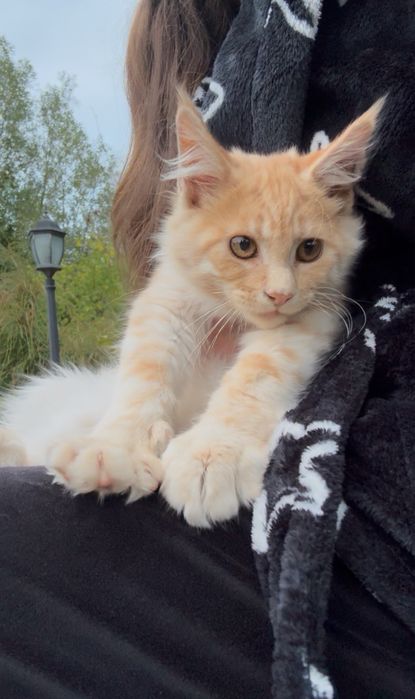 Мейн-Кун,Мальчик,котята