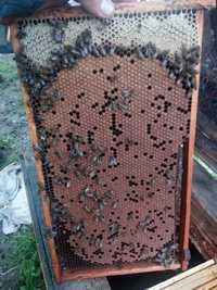 Odkłady pszczele na zamówienie