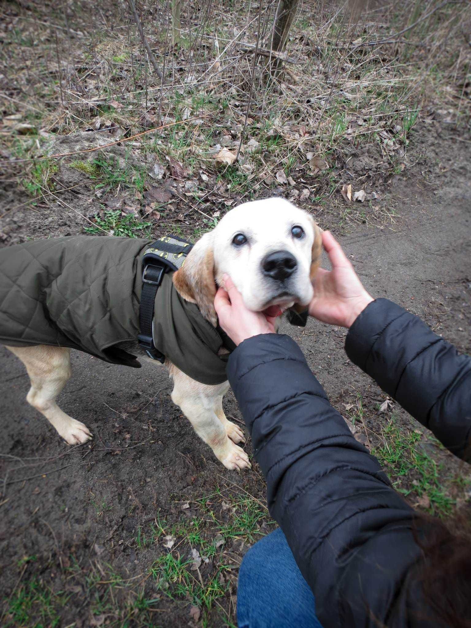 Nugacik beagle  prosi o dom