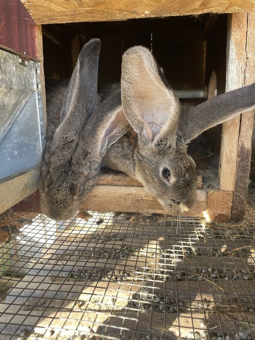 Кролики Фландр чистокровні