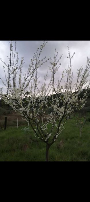 Vende-se terreno rústico Areias-Ferreira do Zêzere