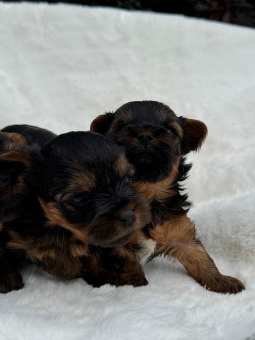 Йоркширскi хлопчики та дівчинка