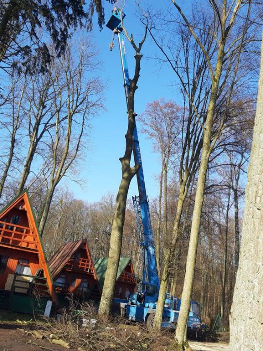 Profesjonalna wycinka drzew,rębak do gałęzi,FREZOWANIE PNI,kosz