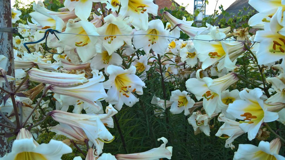 Лилии белые (королевские) трубчатые и ЛО гибриды, луковицы.