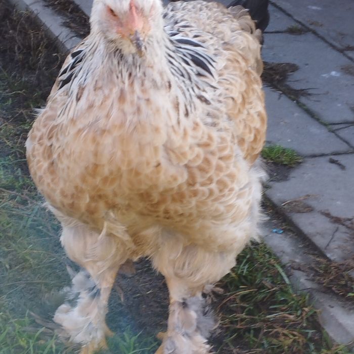 Kury ozdobne i nie tylko