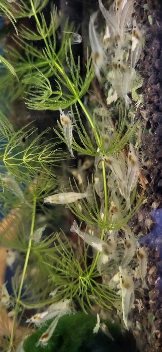 Krewetki White Pearl neocardina