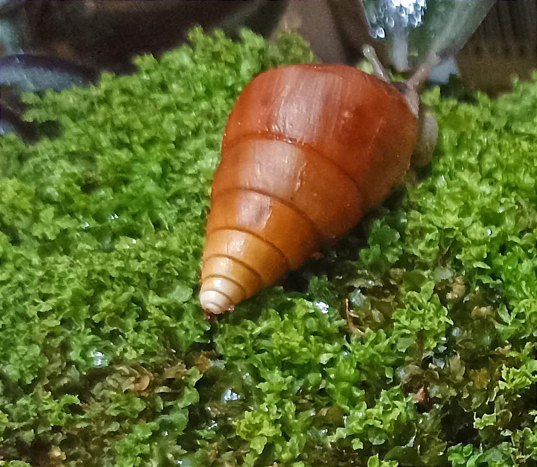 Limicolaria flammea Orange F2.. Ślimak afrykański.