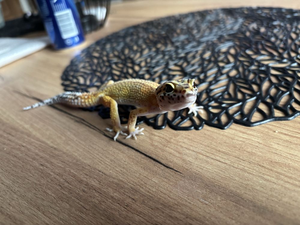 Gekon Lamparci Superhypo Tangerine