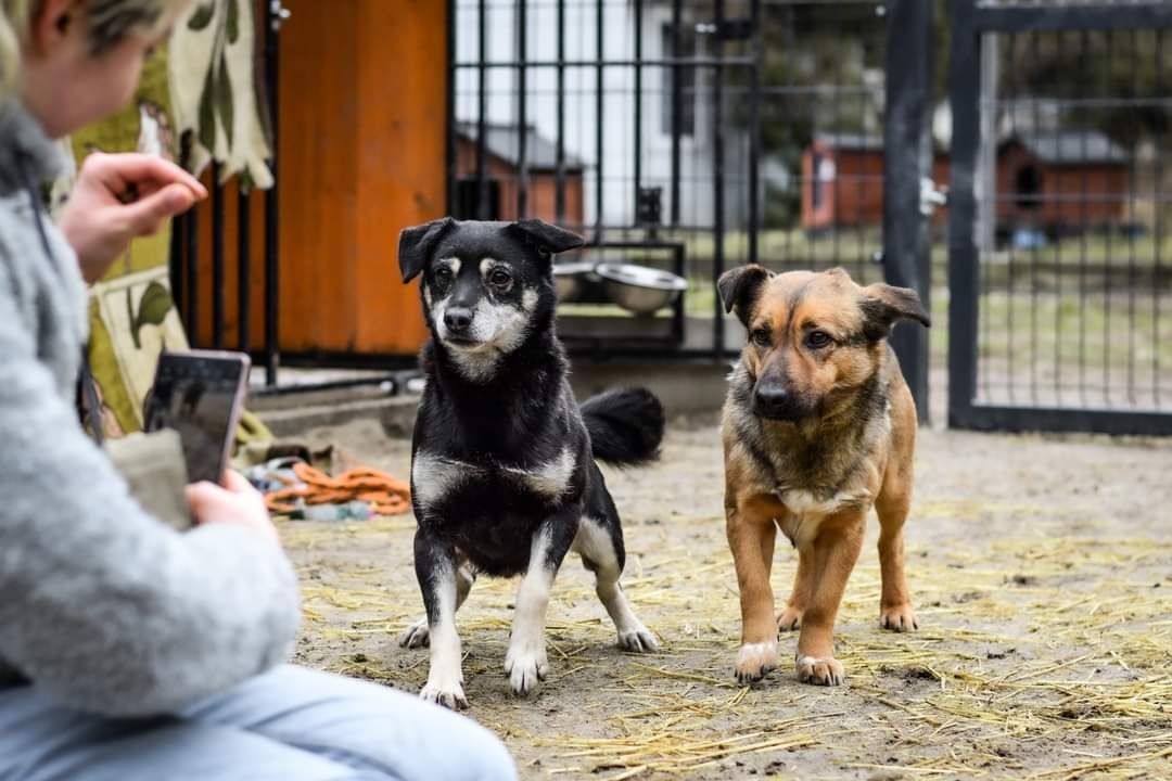 Nieśmiały, malutki Balto czeka na swój wymarzony dom!