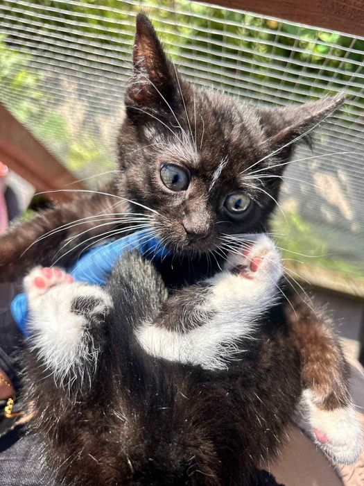 Czarna piękność do adopcji!