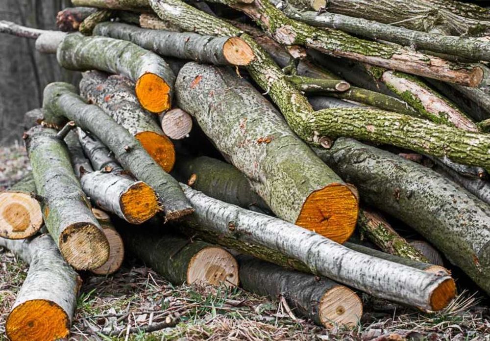 DREWNO z OLCHY [obwód pnia od 35 cm do 55 cm]