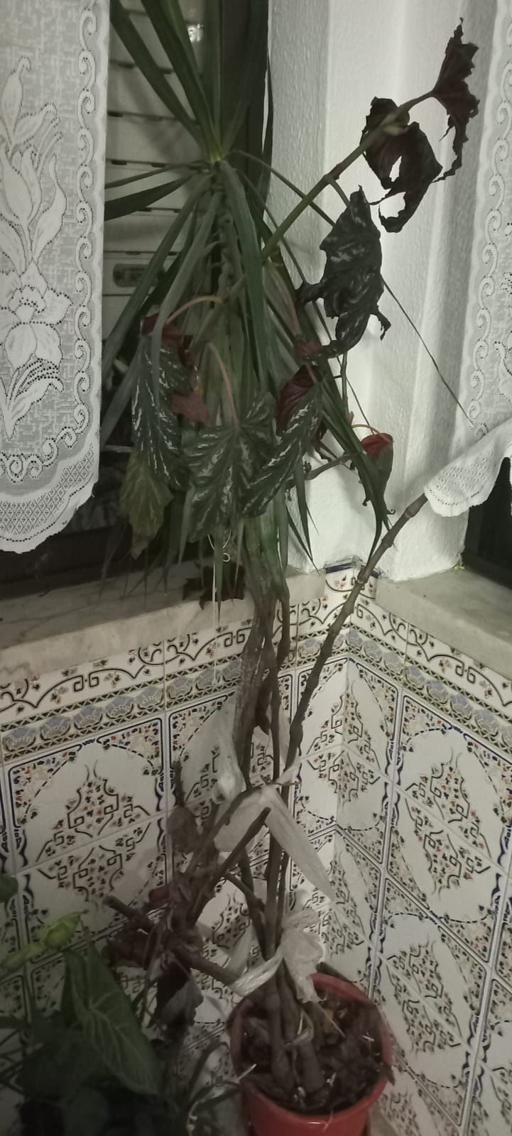 Plantas variadas