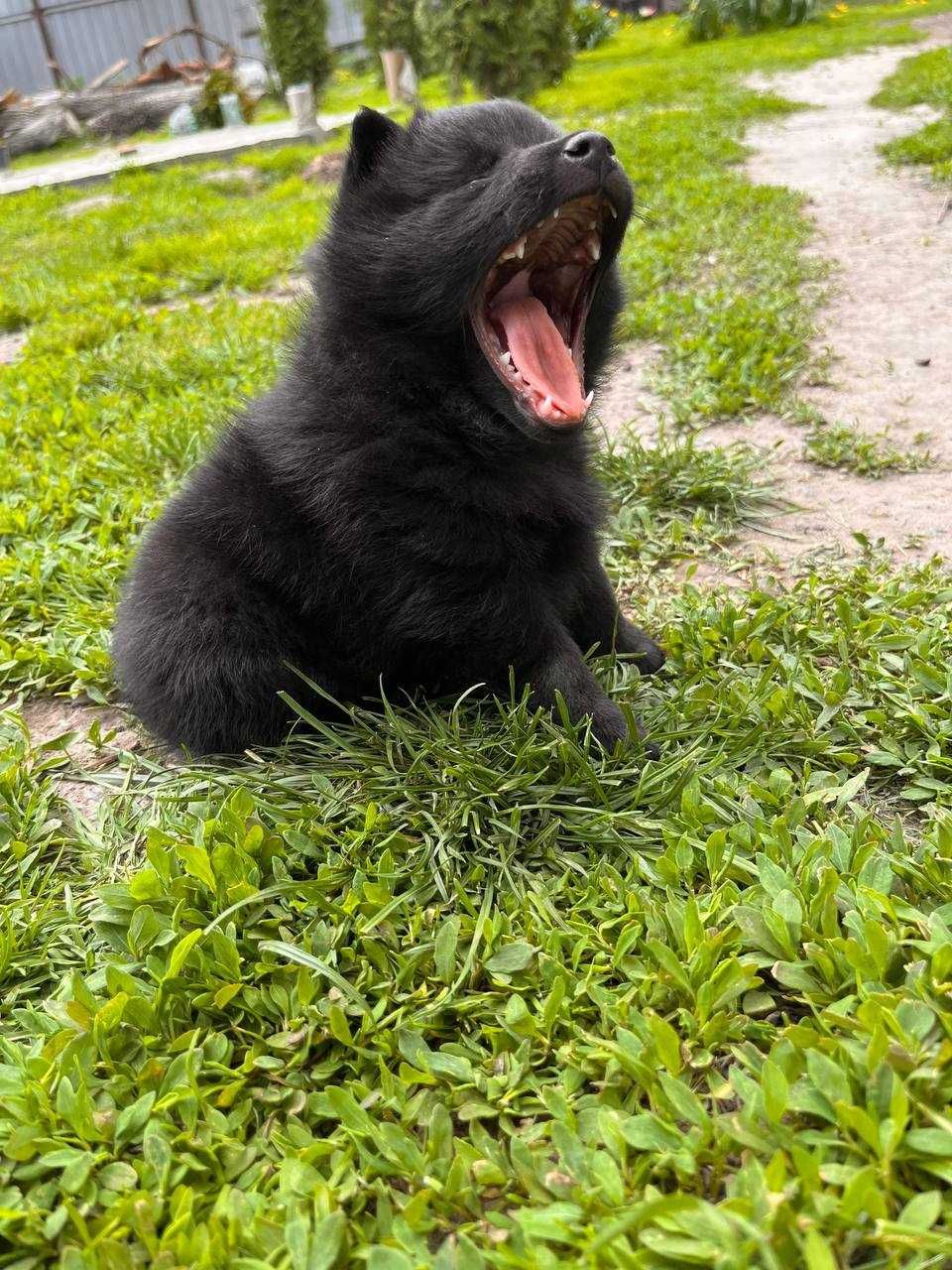 Schipperke- найменьша вівчарка