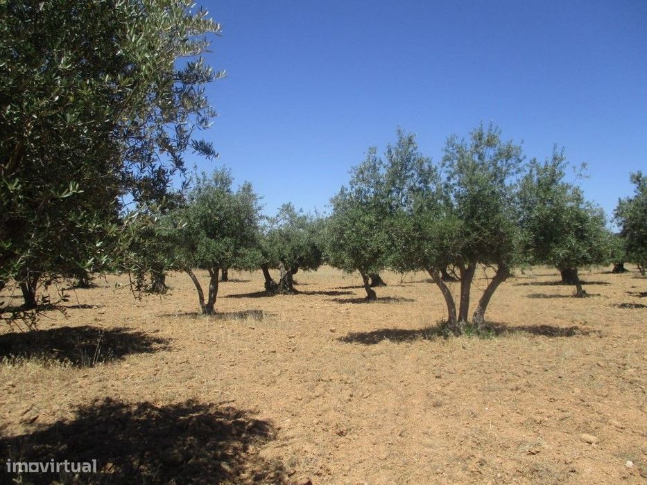 Terreno Rústico em Santiago Maior