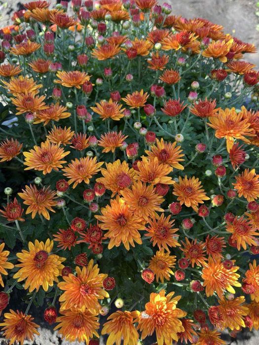 Хризантема мультифлора.