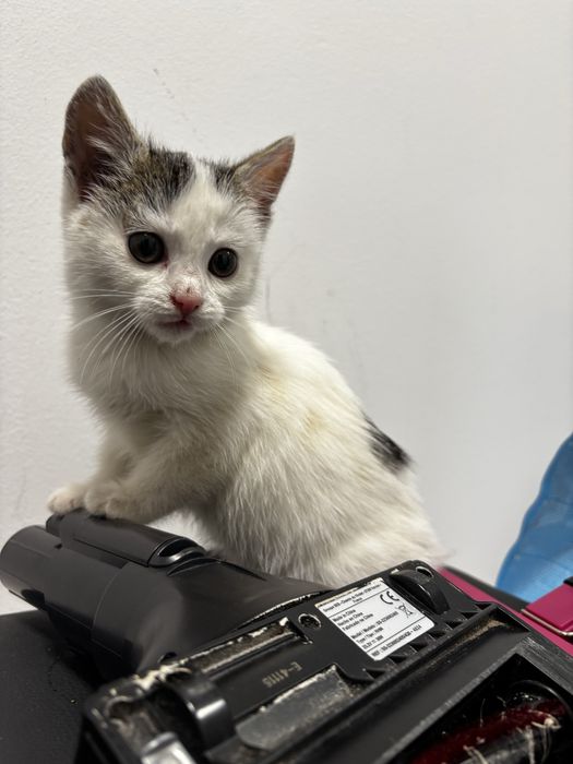 Mały kot ok. 2 miesiące