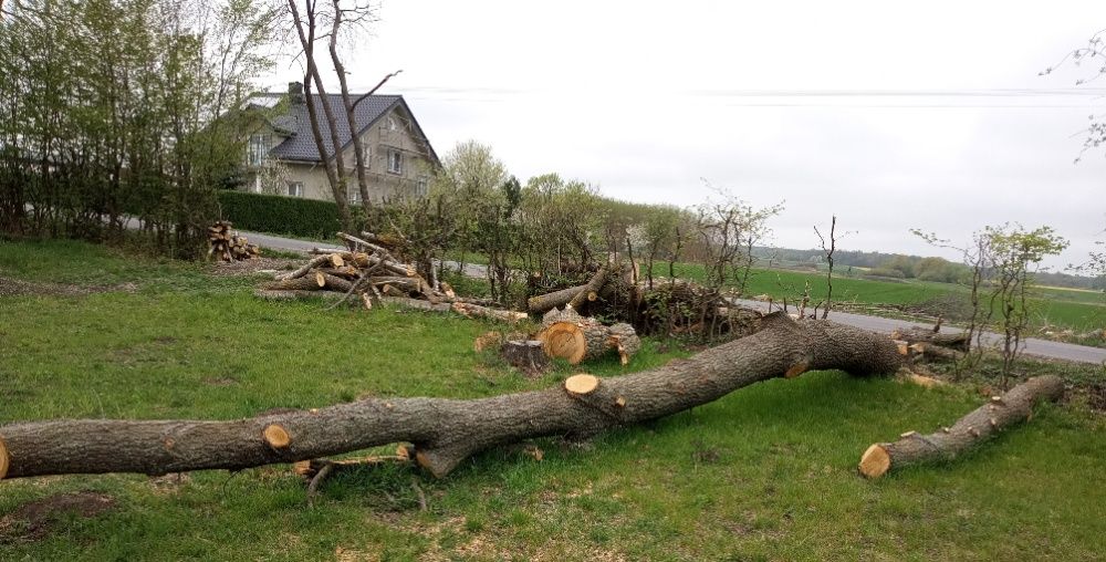 Dąb na materiał, dwie kłody