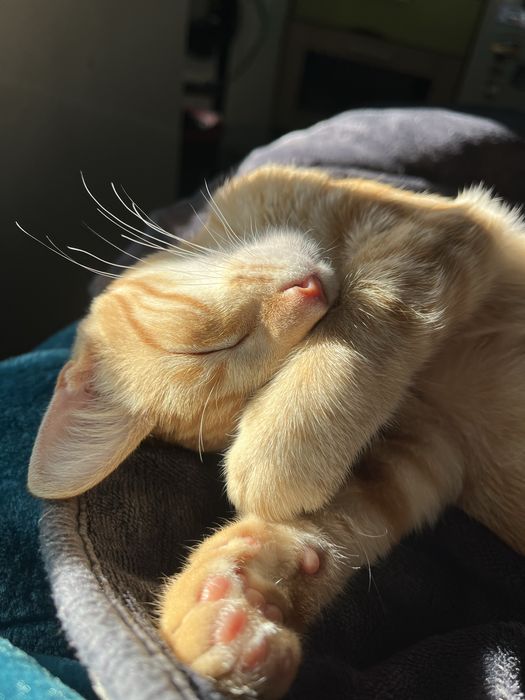 Gato laranja adoção