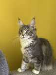 Kotka maine coon rodowód FPL