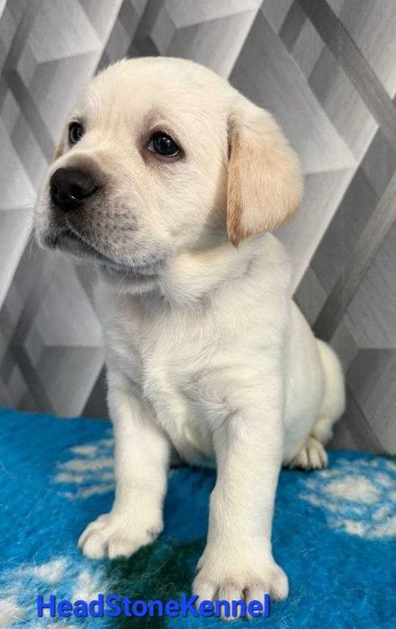 Лабрадор ретривер Щенки