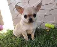 Chihuahua beżowy piesek kdótkowłosy