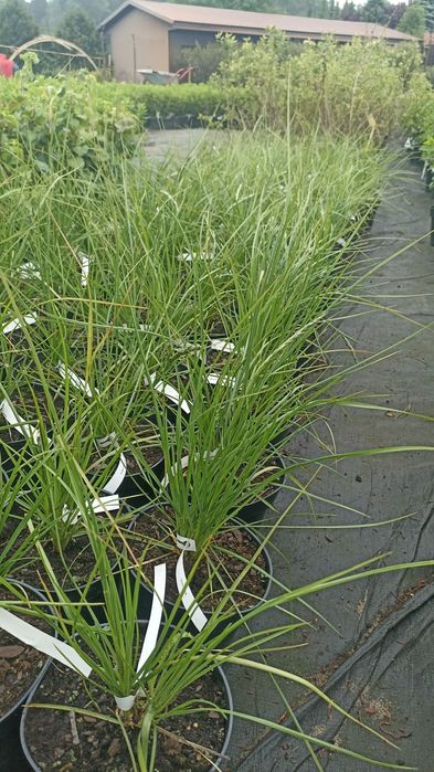 Trawy ozdobne różne odmiany