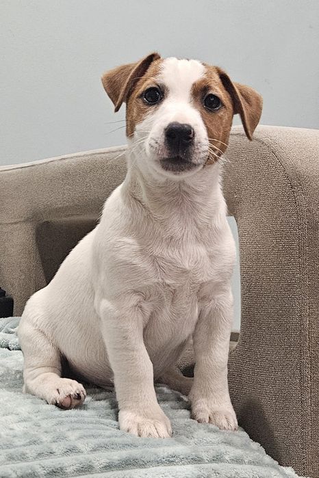 Piesek jack russell FCI ZKwP