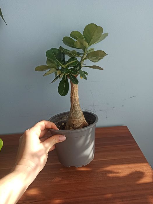 Adenium, roslina domowa.