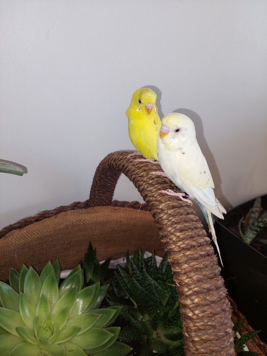 Periquitos Domesticados