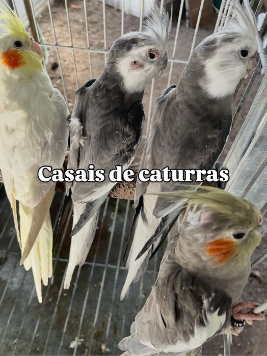 Casais de caturras ou em lote