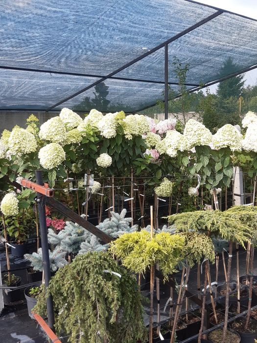 Hortensje,  hortensja bukietowa, hortensja ogrodowa,  pnąca