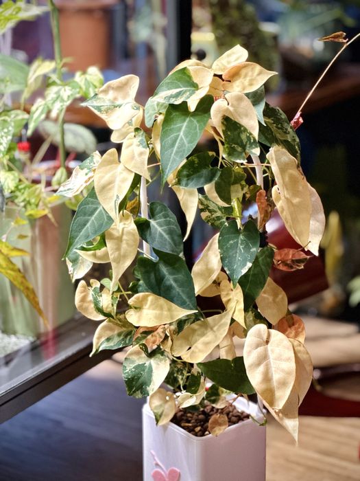 Fallopia Multiflora Variegata