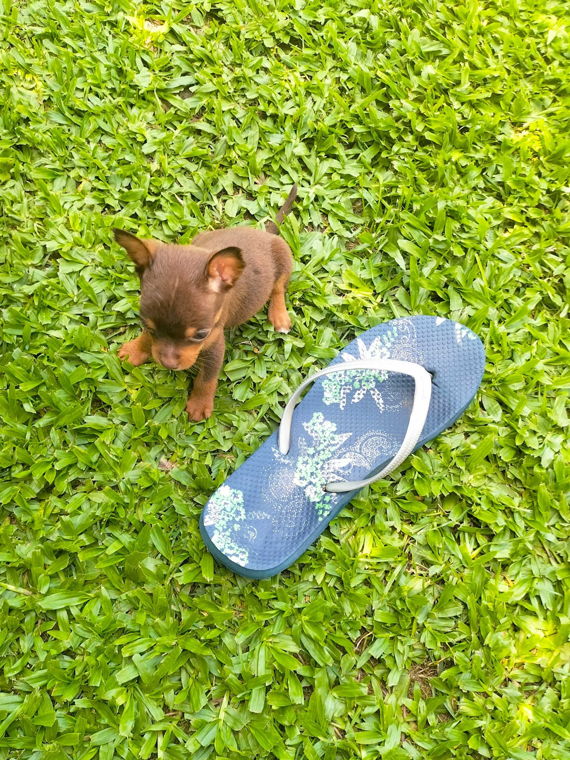 Pinscher fêmea tamanho zero