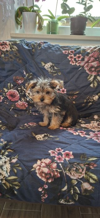 Yorkshire Terrier