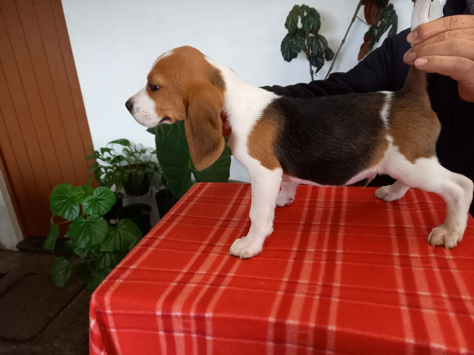 Beagle Tricolor com Vacinas