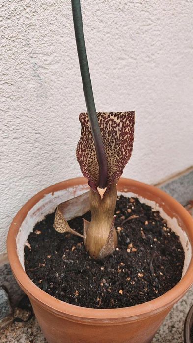 Sauromatum Venosum | "Voodoo Lily"