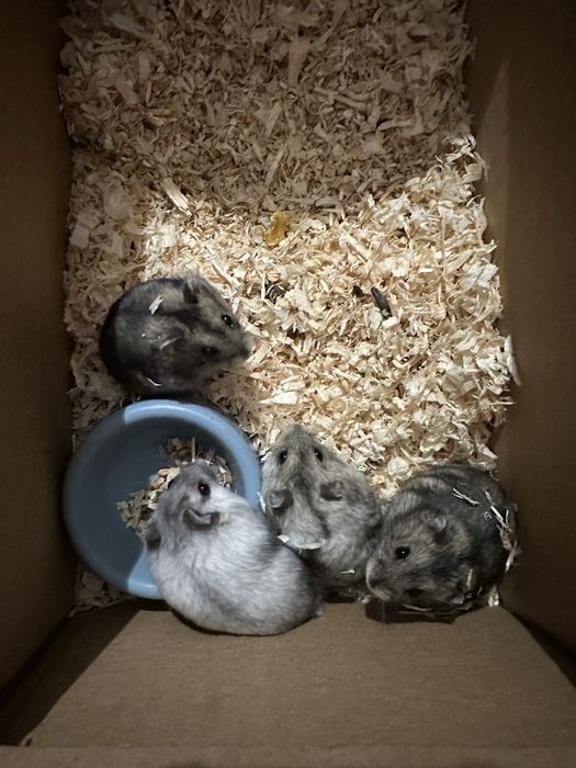 Chomiki dżungalskie