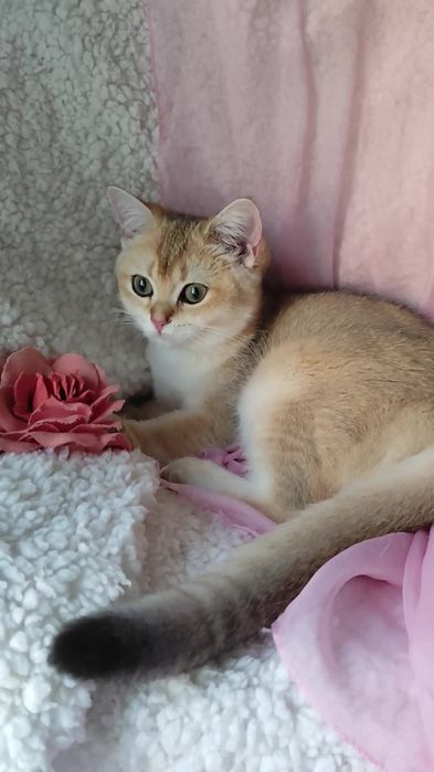 Прямоухие шикарные котята золотая шиншилла мальчик девочка