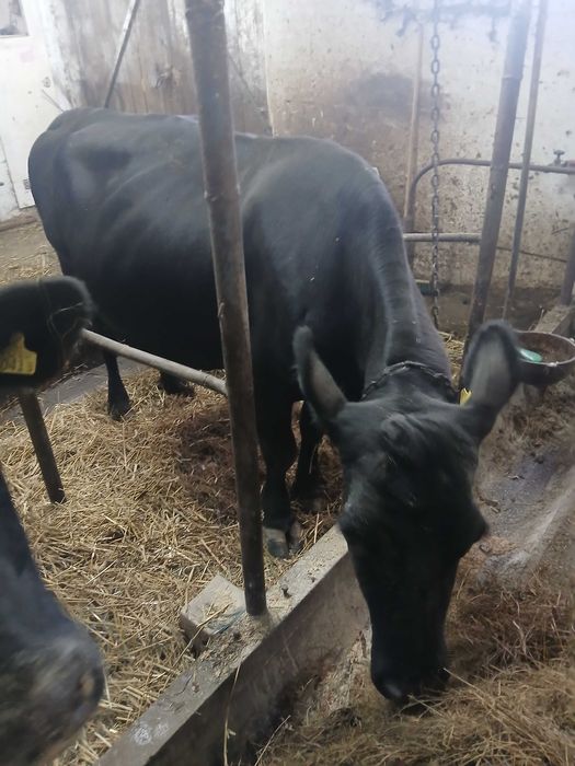 Krowa angus na wycieleniu