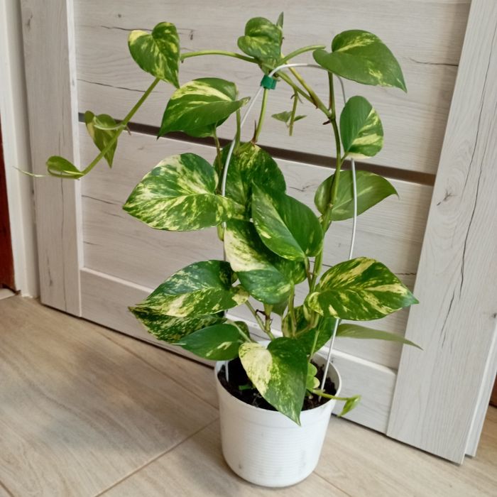 Kwiat piękny Epipremnum i Aloes