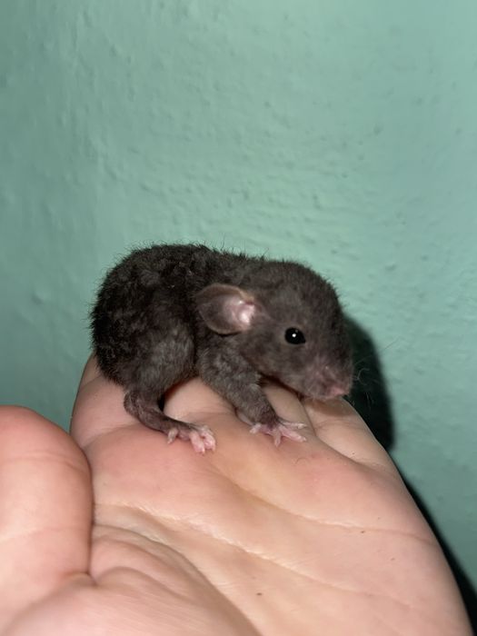 Дівчата та хлопці Дамбо Рекс Кучеряві щур , Крисинята