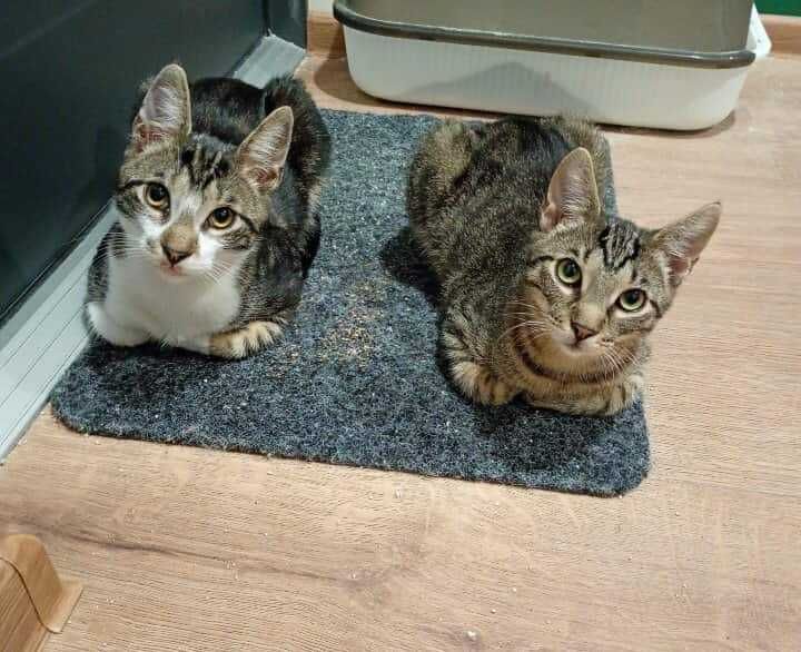 Snusia i Koksik – duet, który skradnie Ci serce