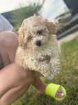 Dziewczynka  Maltipoo