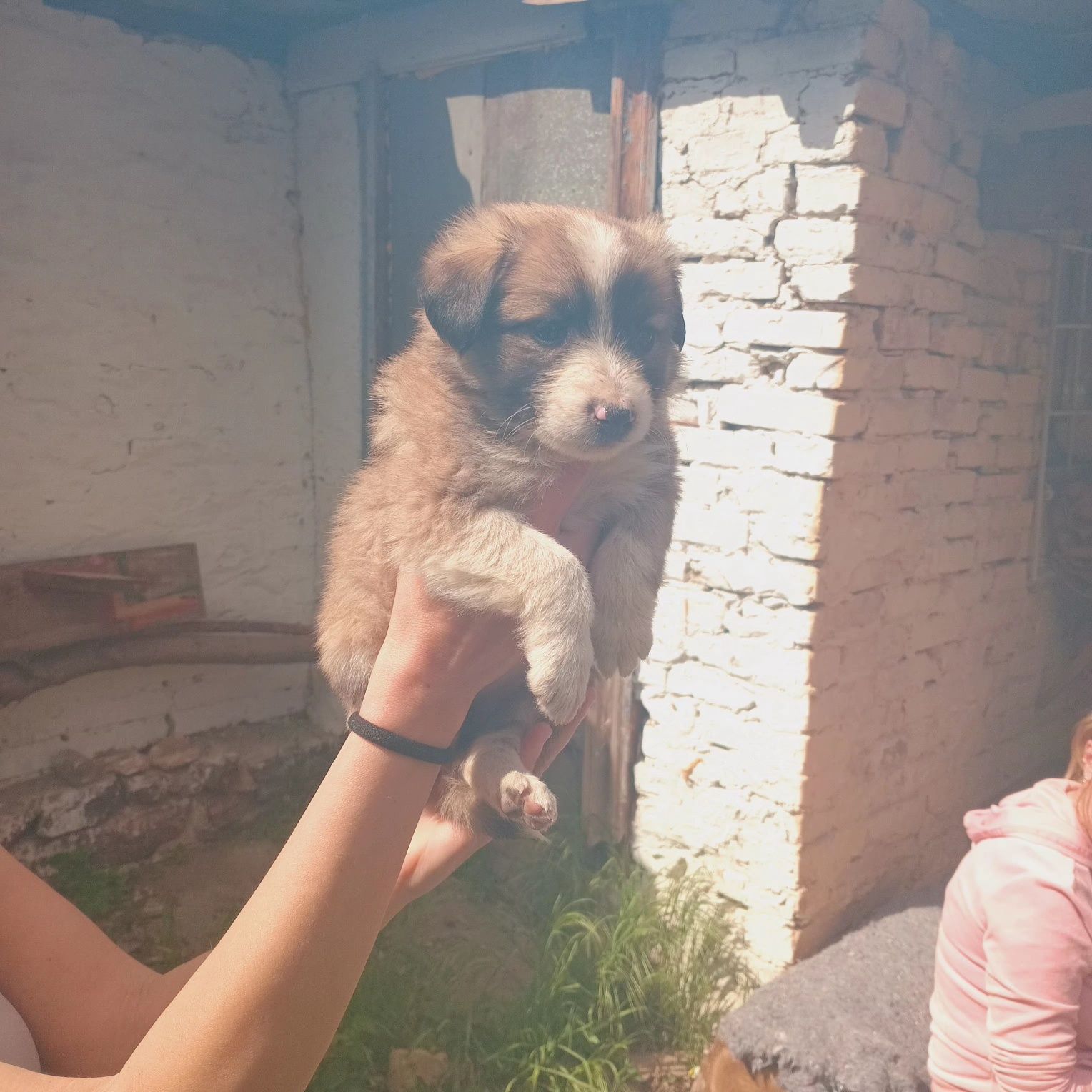 Віддам цуценят у Добрі руки