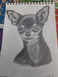 Chihuahua portret ołówek szkic rysunek prezent  farby pastele pies