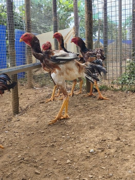 Frangos  Índio Gigante